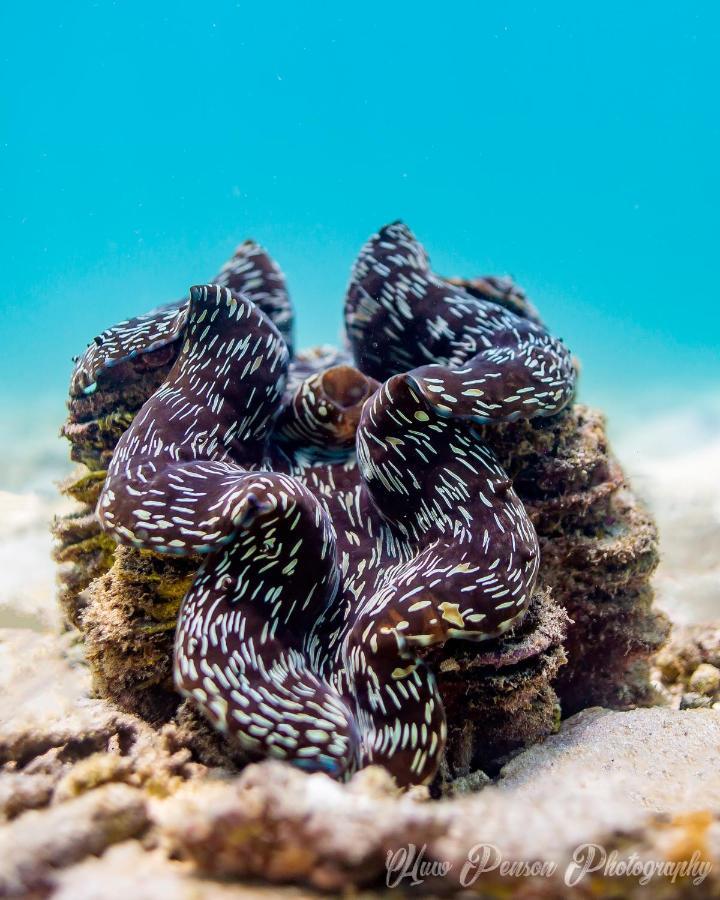 New Heaven Dive Resort